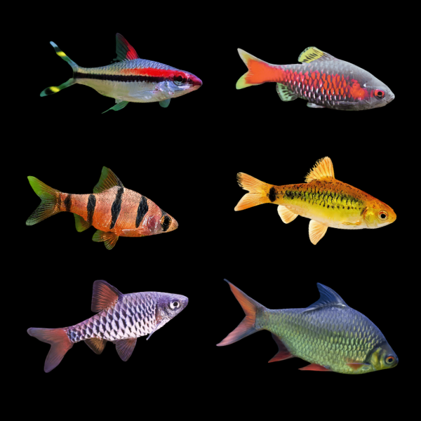 Assorted Barbs 4cm