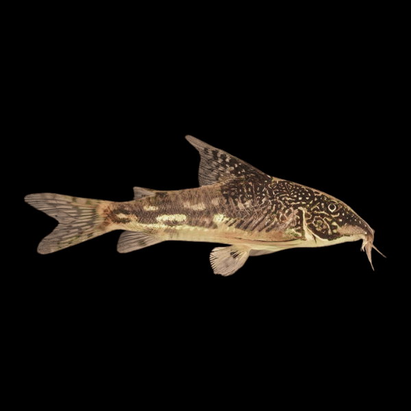 Bearded Banded Corydoras Barbatus 4cm Catfish