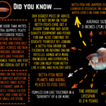 Half Moon Betta Male Orange Base 3cm - Image 3