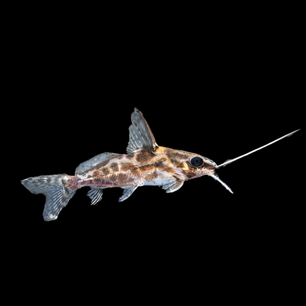 Big Eye Squeaker Catfish Synodontis Alberti 5cm