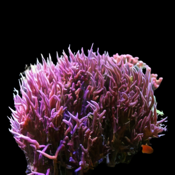 Birds Nest Hard Coral Seriatopora Sp