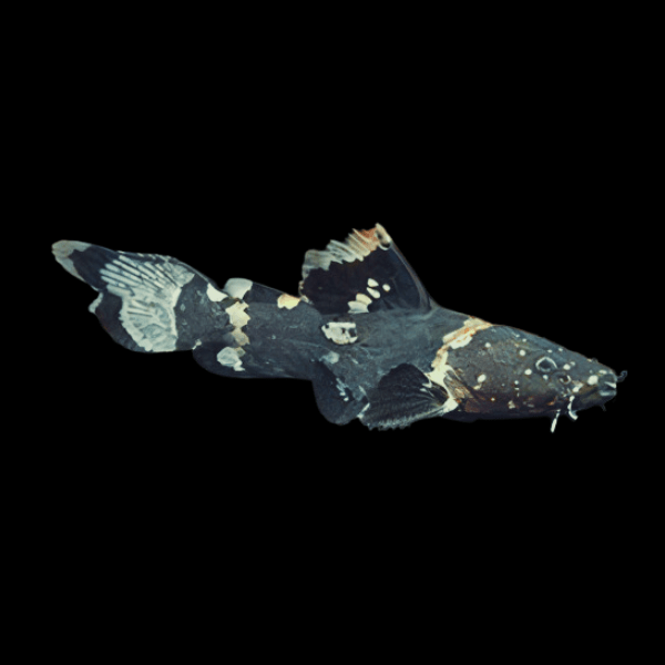 Black Bumble Bee Jelly Catfish Batrochoglanis Raninus 5cm