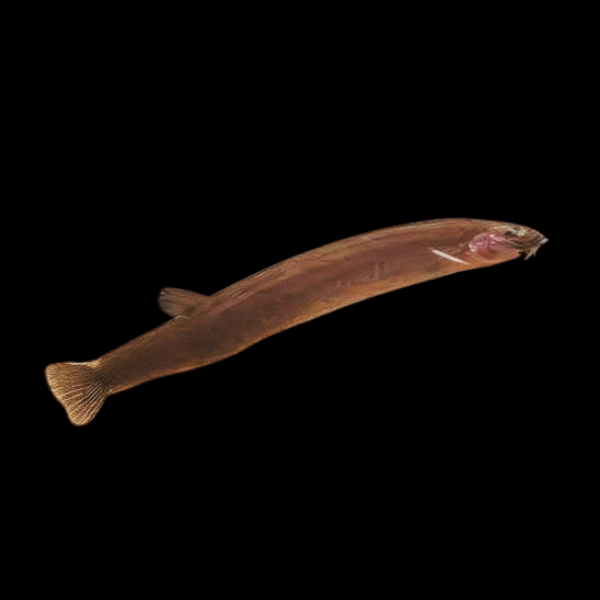 Black Coolie Khuli Loach Pangio kuhlii 4cm