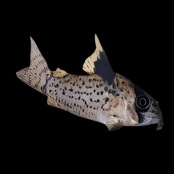 Black Fin Corydoras Leucomelas 3cm Catfish