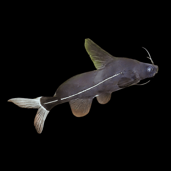 Black Lancer Catfish Bagrichthys Macracanthus 5cm