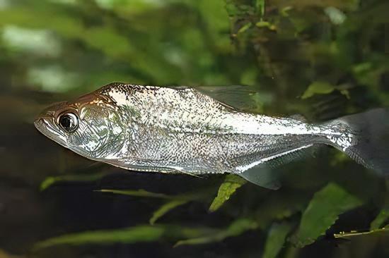 Black Mask Pike Piranha Serrasalmus Elongatus 10cm - Image 3