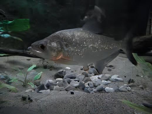 Black Mask Pike Piranha Serrasalmus Elongatus 10cm - Image 6