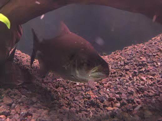 Black Mask Pike Piranha Serrasalmus Elongatus 10cm - Image 8
