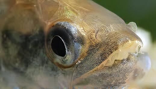 Black Mask Pike Piranha Serrasalmus Elongatus 10cm - Image 9