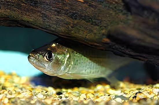 Black Mask Pike Piranha Serrasalmus Elongatus 10cm - Image 7