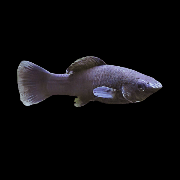 Black Molly Poecilia Sphenops 3cm