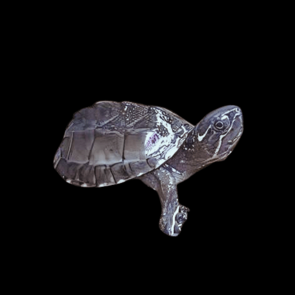 Black Musk Stinkpot Turtle Sternotherus Odoratus Juvenile 5cm