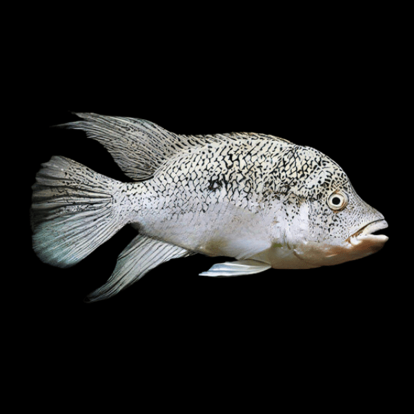 Black Nasty Cichlid Nandopsis Haitiensis 5cm