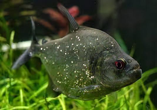 Black Rhom Piranha Serrasalmus Rhombeus 10cm - Image 3