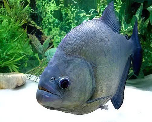Black Rhom Piranha Serrasalmus Rhombeus 10cm - Image 6
