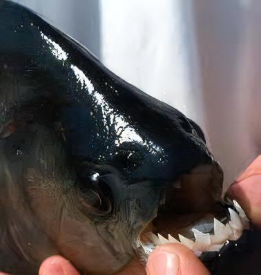 Black Rhom Piranha Serrasalmus Rhombeus 10cm - Image 7