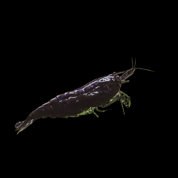 Black Sakura Shrimp Neocaridina Heteropda 2cm