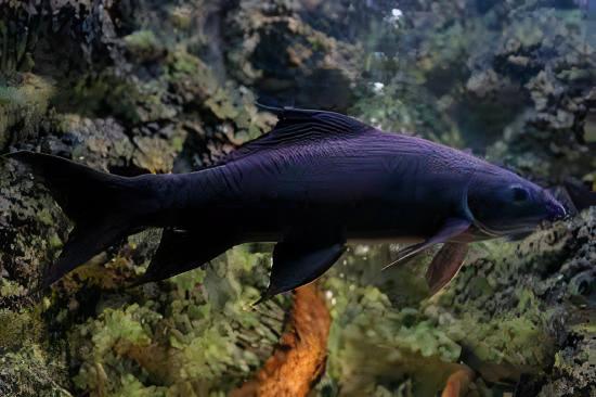 Black Shark Labeo Crysophekadion 5cm - Image 6