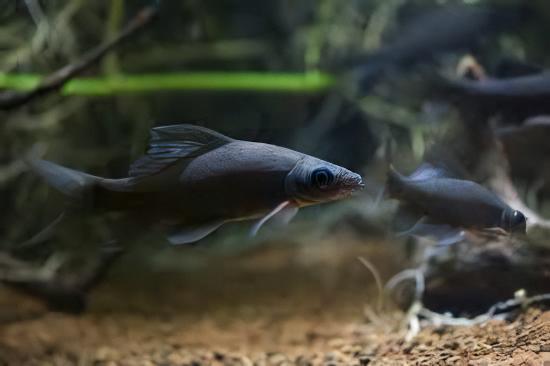 Black Shark Labeo Crysophekadion 5cm - Image 8