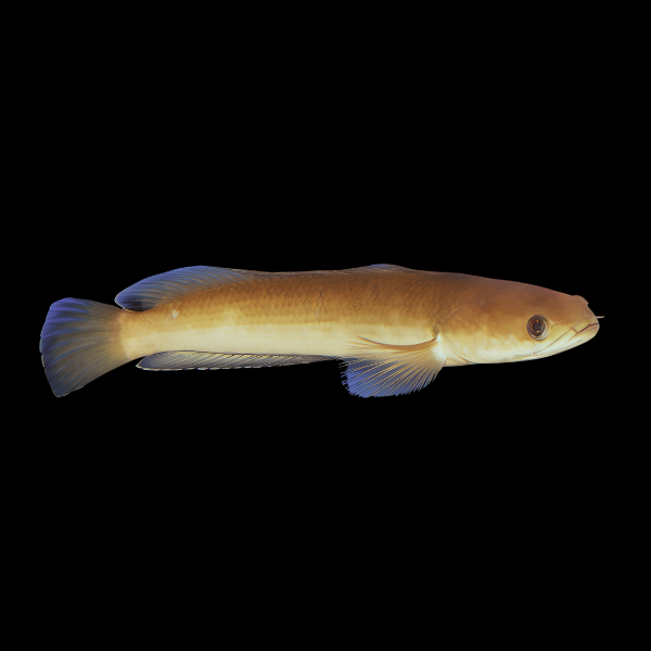 Black Snakehead Channa Melasoma 15cm