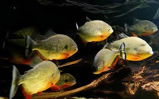 Black Spot Piranha Pygocentrus Notatus Serrasalmus Caribas 10cm - Image 7