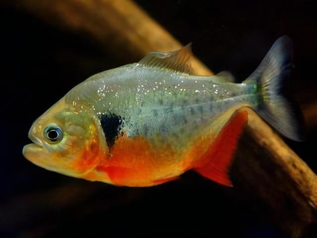 Black Spot Piranha Pygocentrus Notatus Serrasalmus Caribas 10cm - Image 5
