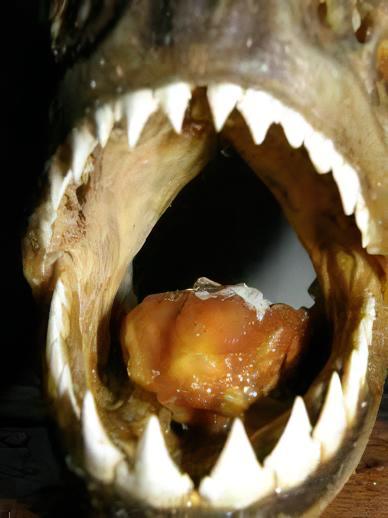 Black Spot Piranha Pygocentrus Notatus Serrasalmus Caribas 10cm - Image 9