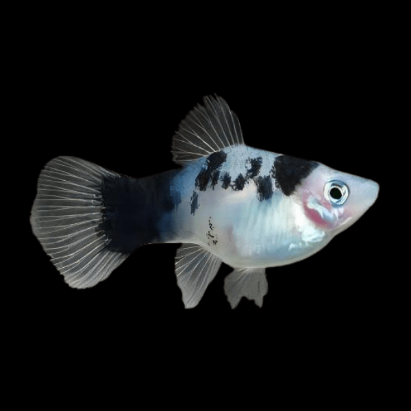 Black and White Platy Xiphophorus Maculatus 3cm