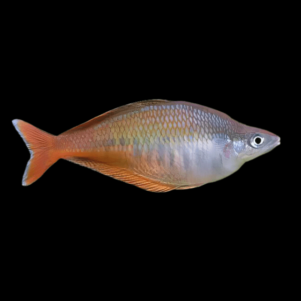 Blehers Rainbow Fish Chilatherina Bleheri 6cm