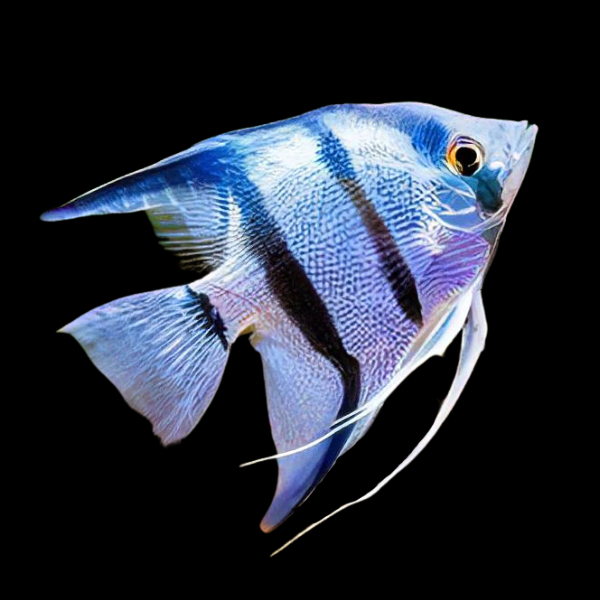Blue Angelfish Pterophyllum Scalare
