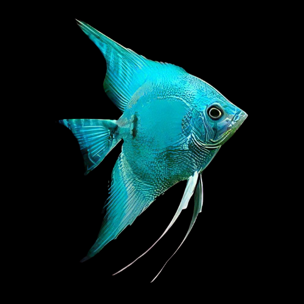 Blue Diamond Angelfish Pterophyllum Scalare 5cm