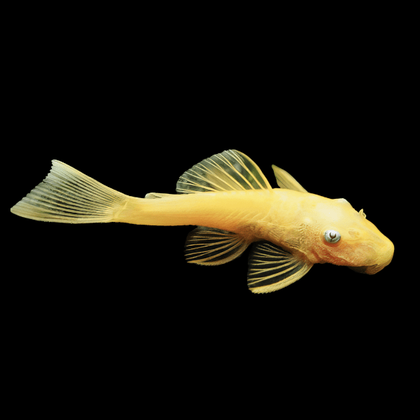 Blue Eye Lemon Bristlenose Pleco Ancistrus 3cm