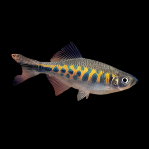 Blue Moon Danio Devario Xyrops 3cm