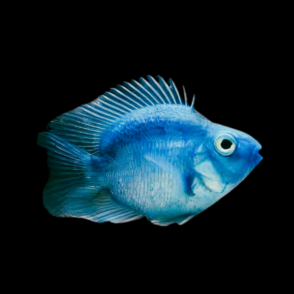 Blue Parrot Fish Hybrid Amphilophus citrinellus √ó Vieja melanurus 5cm