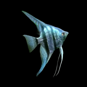 Blue Zebra Angelfish Pterophyllum Scalare – 5cm