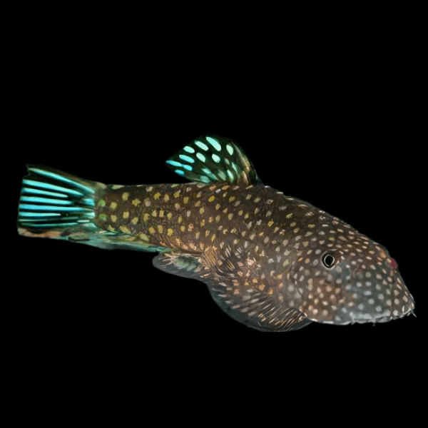 Blue Tailed Hillstream Loach Hong Kong Spotted Butterfly Pleco 4cm