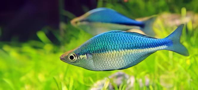 Turquoise Blue Rainbow Fish Melanotaenia Lacustris 5cm - Image 4