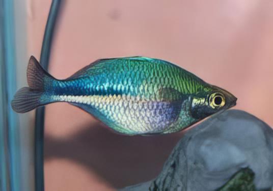 Turquoise Blue Rainbow Fish Melanotaenia Lacustris 5cm - Image 9