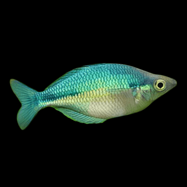 Turquoise Blue Rainbow Fish Melanotaenia Lacustris 5cm