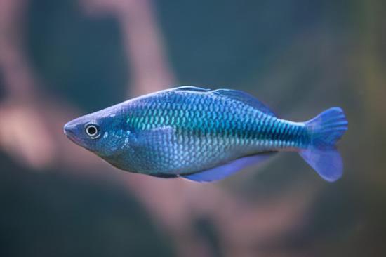 Turquoise Blue Rainbow Fish Melanotaenia Lacustris 5cm - Image 7