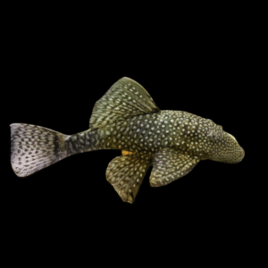 Bristlenose Pleco Ancistrus