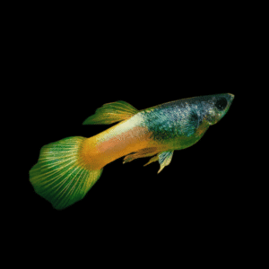 Bumble Bee Male Guppy Poecilia Reticulata 3cm