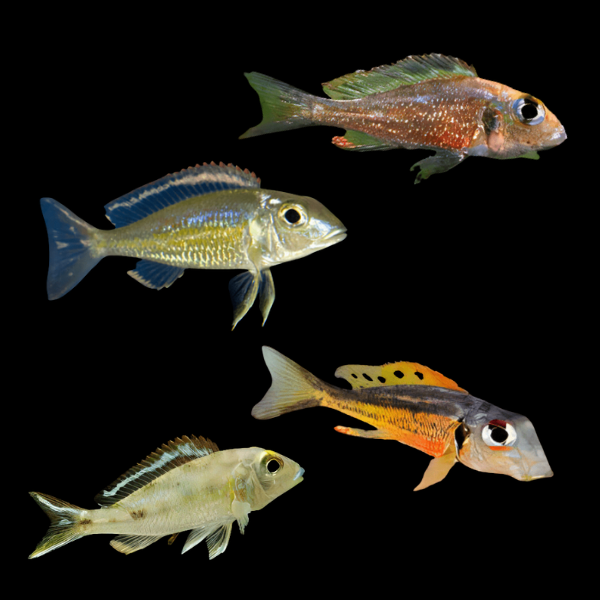 Assorted Callochromis Tanganyikan African Cichlids 4cm