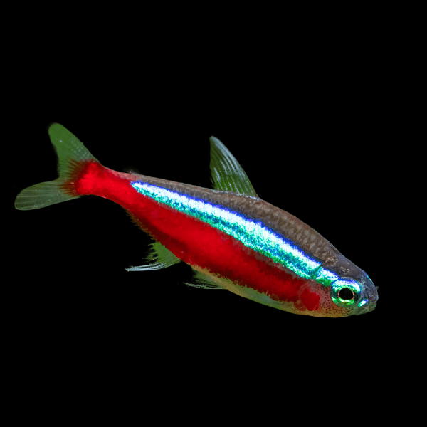 Cardinal Tetra Paracheirodon Axelrodi 2cm
