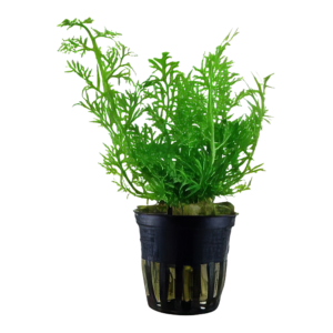 Five Potted Plants Water Sprite Plant Ceratoptersis Thalicroides