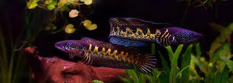 Black and Gold Cobra Snakehead Chana Aurantimaculata 12cm - Image 4