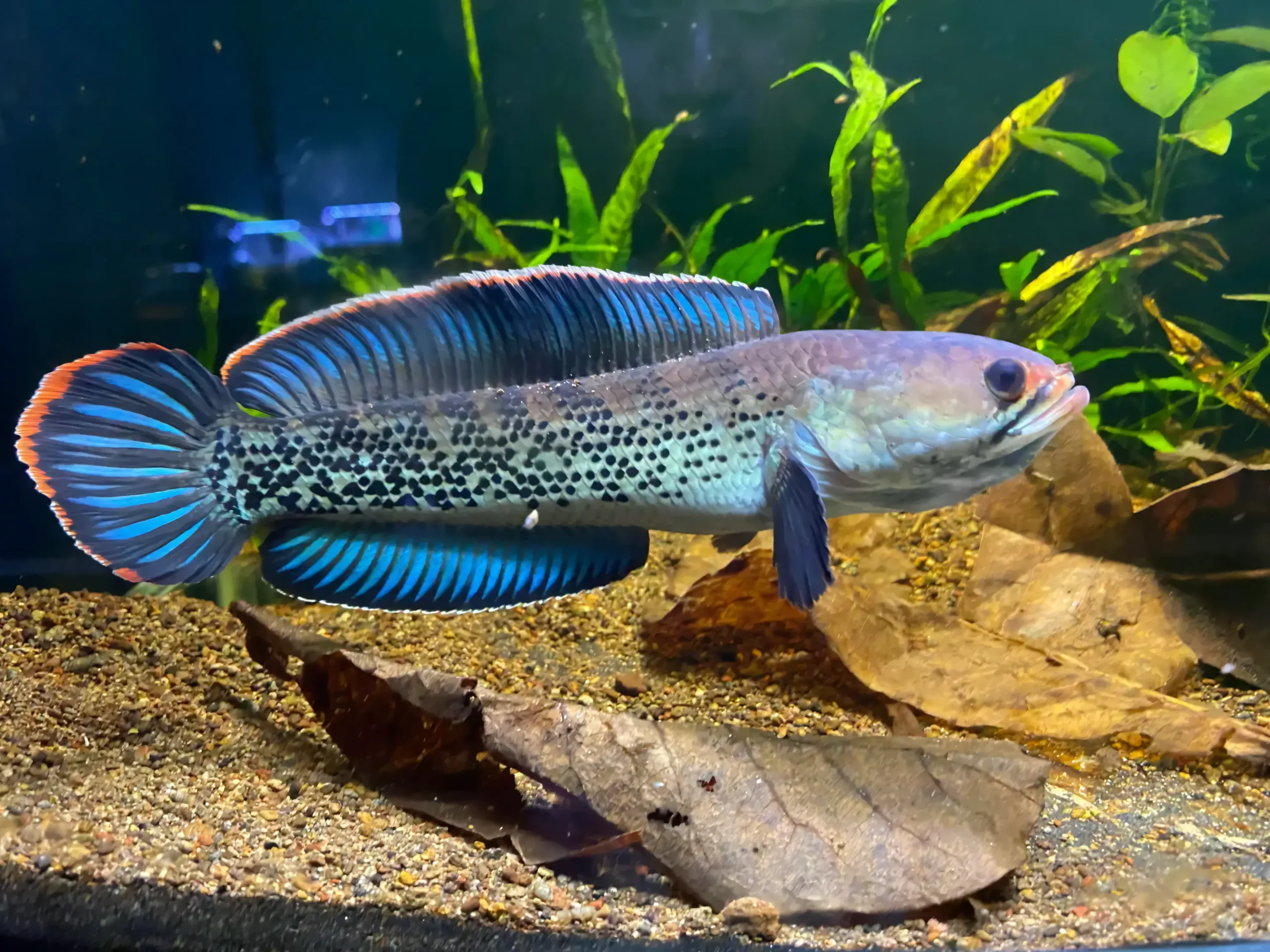 Assamese Spotted Purple Snakehead Chana Stewartii 10cm - Image 3