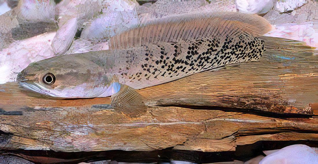 Assamese Spotted Purple Snakehead Chana Stewartii 10cm - Image 4