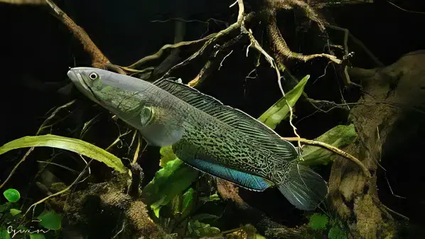 Assamese Spotted Purple Snakehead Chana Stewartii 10cm - Image 6