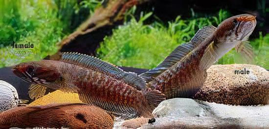 Blue Rainbow Snakehead Channa Andrao Bleheri 10cm - Image 5